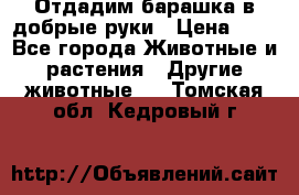 Отдадим барашка в добрые руки › Цена ­ 1 - Все города Животные и растения » Другие животные   . Томская обл.,Кедровый г.